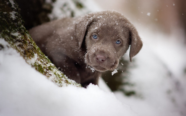 Puppy snowy tree blue eyes free wallpaper for desktop - medium preview image
