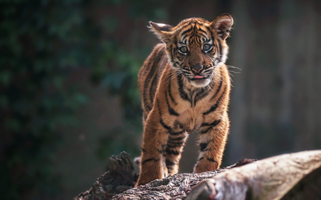 Tiger walking fallen tree forest free wallpaper for desktop - medium preview image
