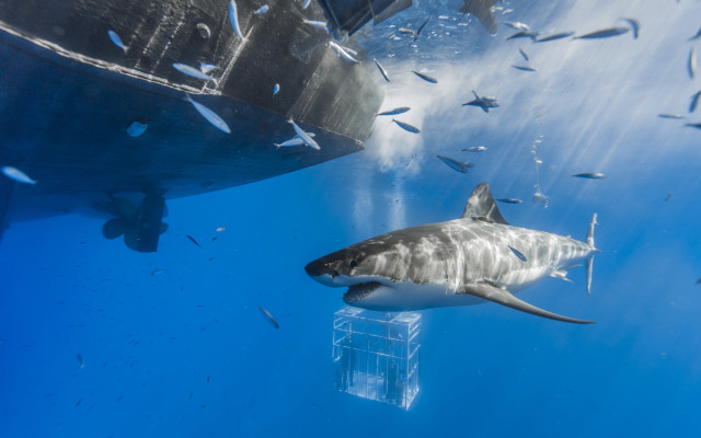 Large shark ocean fish surrounding free wallpaper for desktop - medium preview image