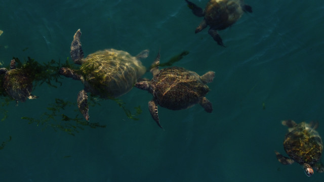 Turtles underwater holography military kaijuu free wallpaper for desktop - medium preview image
