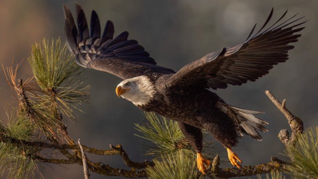 Bald eagle spread wings talons free wallpaper for desktop - medium preview image