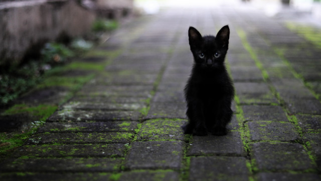 Black kitten rainy gothic puzzle free wallpaper for desktop - medium preview image