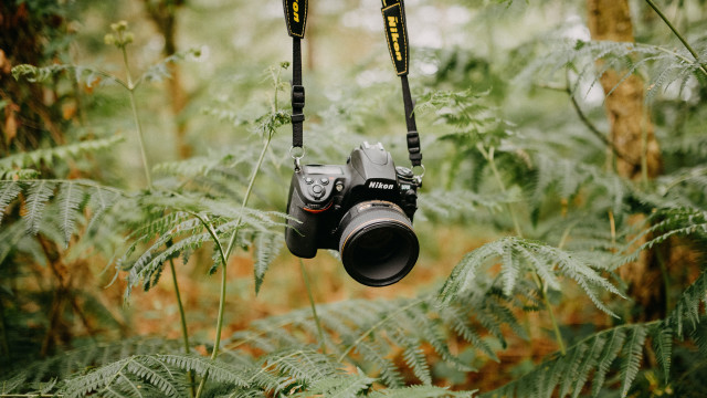 Camera tree forest lens blurry free wallpaper for desktop - medium preview image