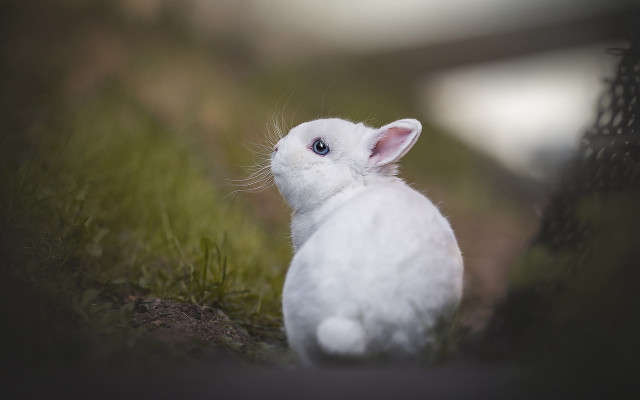 White rabbit grass blue eyes free wallpaper for desktop - medium preview image