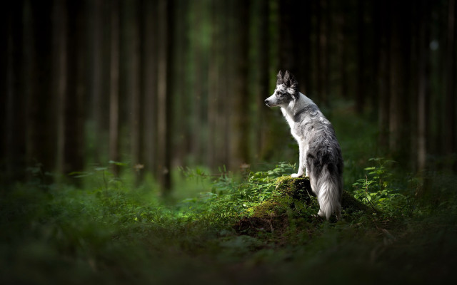 Dog rock woods sky trees free wallpaper for desktop - medium preview image