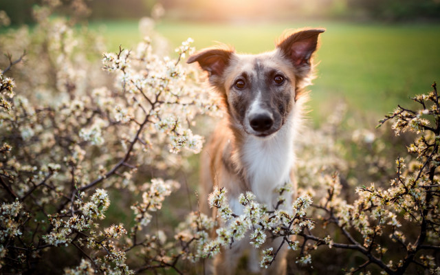 Dog flower field sunshine animal free wallpaper for desktop - medium preview image