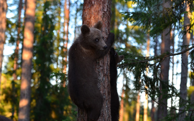 Bear climbing tree autumn bokeh free wallpaper for desktop - medium preview image