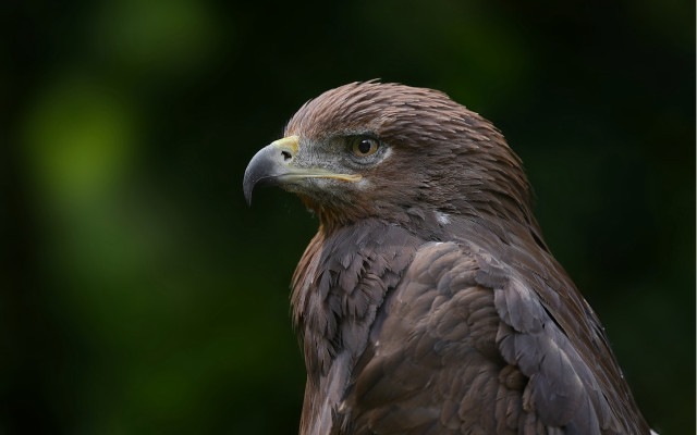 Bird prey closeup blurry trees free wallpaper for desktop - medium preview image