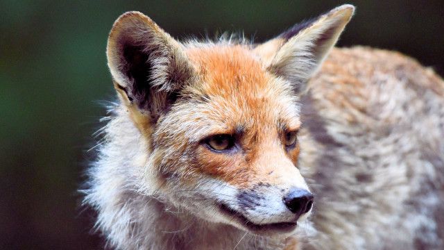 Small fox closeup blurry background free wallpaper for desktop - medium preview image