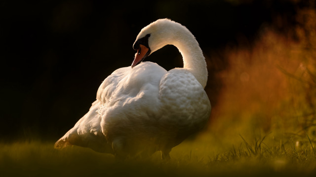 White swan in grass backlit free wallpaper for desktop - medium preview image