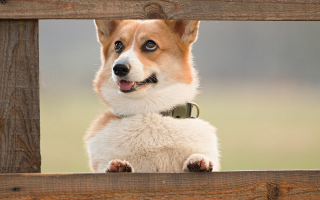 Dog looking wooden fence paws free wallpaper for desktop - medium preview image