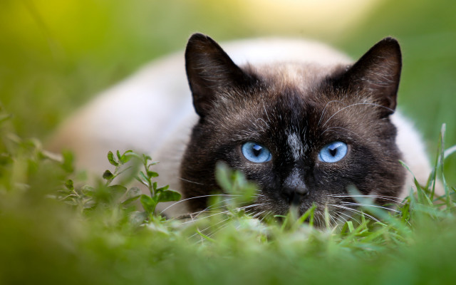 Black cat blue eyes curious free wallpaper for desktop - medium preview image