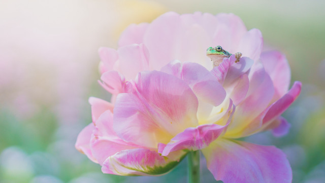 Frog pink flower field macro free wallpaper for desktop - medium preview image