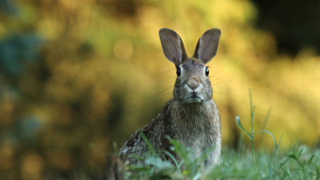 Rabbit grass bokeh nature animals free wallpaper for desktop - medium preview image
