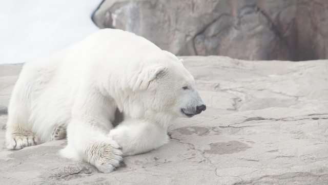 Polar bear rock zoo ecological #3 free wallpaper for desktop - medium preview image