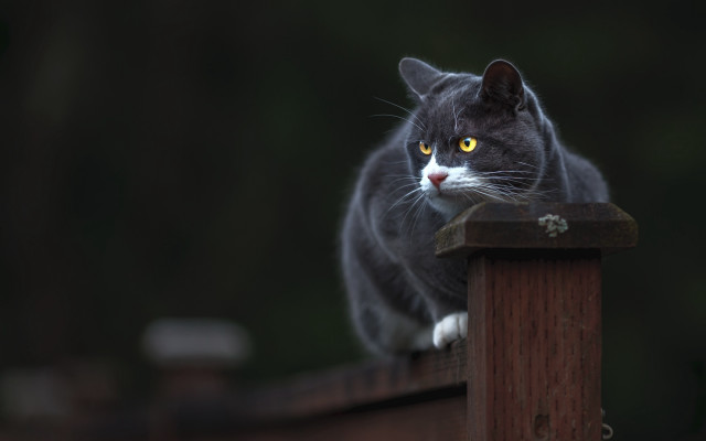 Black cat glowing eyes fence free wallpaper for desktop - medium preview image