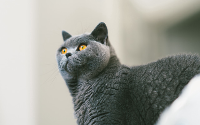 Gray cat yellow eyes looking #3 free wallpaper for desktop - medium preview image