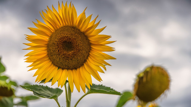 Sunflower cloudy sky blurry field free wallpaper for desktop - medium preview image