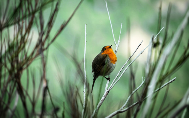 Small bird perched branch forest free wallpaper for desktop - medium preview image