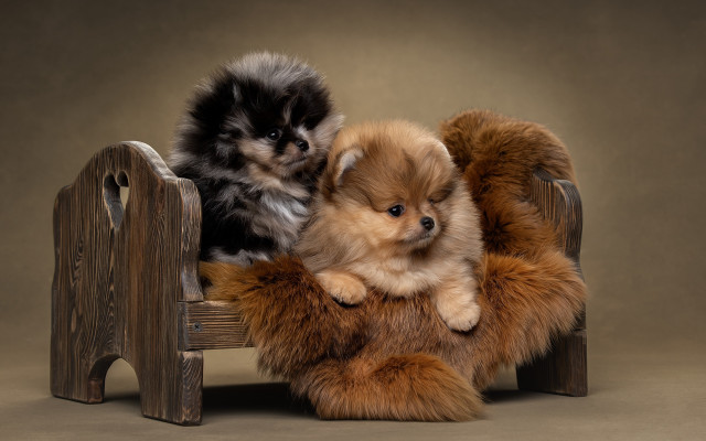 Small dogs on bench fine free wallpaper for desktop - medium preview image