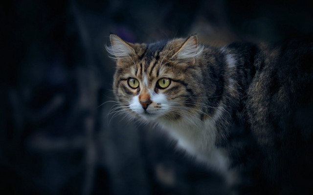 Cat green eyes black background #2 free wallpaper for desktop - medium preview image