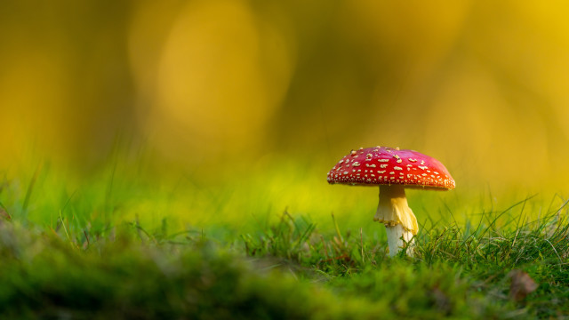 Red mushroom green field leaves free wallpaper for desktop - medium preview image
