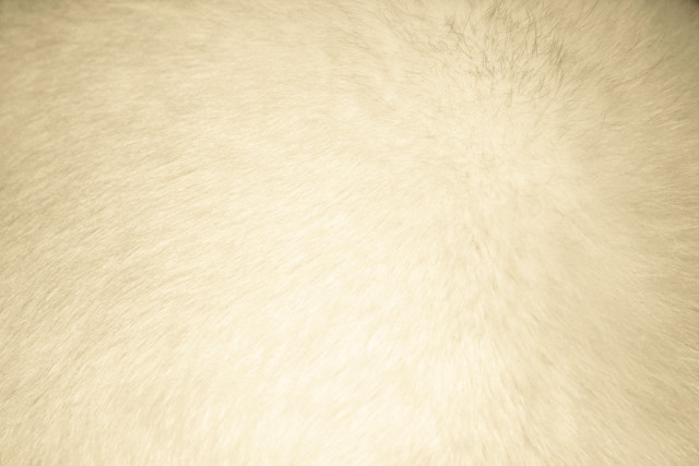 Close up white fur texture free wallpaper for desktop - medium preview image