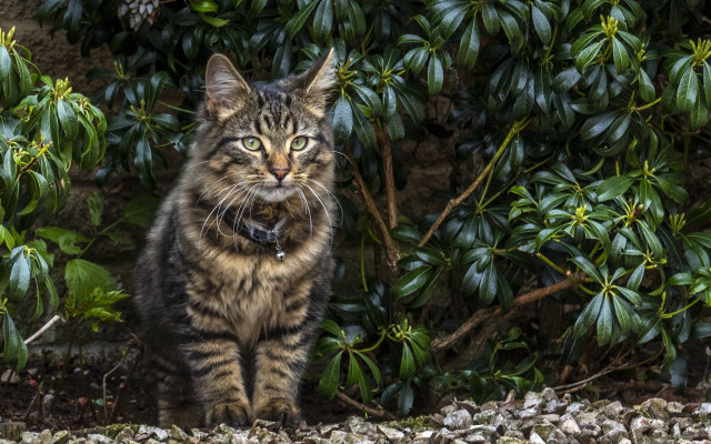 Cat bush green leaves collar free wallpaper for desktop - medium preview image