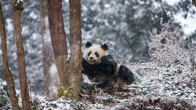 Panda snowy forest christmas night free wallpaper for desktop - medium preview image