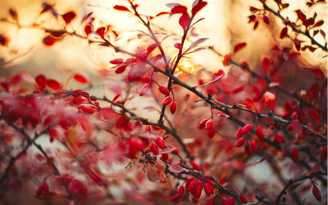 Red leaves sunset blood branch free wallpaper for desktop - medium preview image
