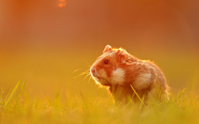 Rodent grassy field impressionist autumn free wallpaper for desktop - medium preview image
