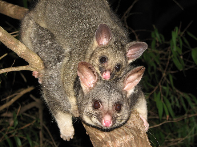 Small animals tree branch night free wallpaper for desktop - medium preview image
