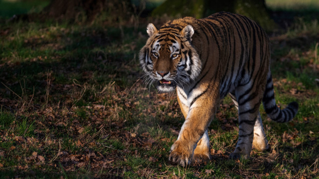 Tiger grassy area tree forest free wallpaper for desktop - medium preview image