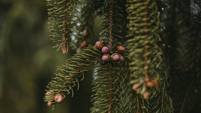 Pine tree cones needles blurry free wallpaper for desktop - medium preview image