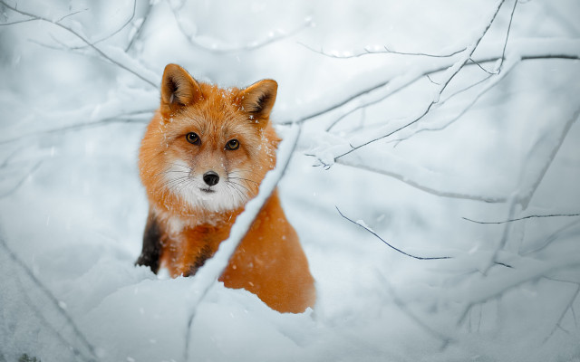 Red fox snowy branch bare free wallpaper for desktop - medium preview image