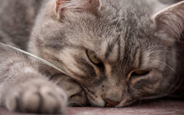 Sleeping cat paws floor realistic free wallpaper for desktop - medium preview image