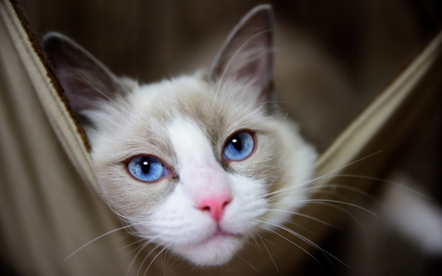 White cat blue eyes window #2 free wallpaper for desktop - medium preview image