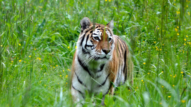 Tiger walking green field blurry free wallpaper for desktop - medium preview image