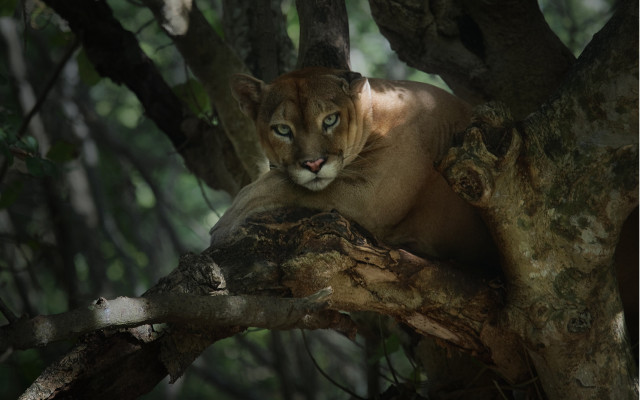 Mountain lion resting tree branch free wallpaper for desktop - medium preview image