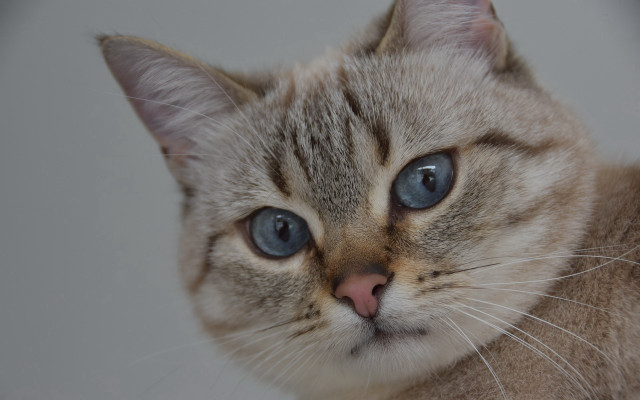 Sad blue eyed cat stock free wallpaper for desktop - medium preview image