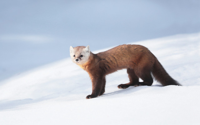 Small animal snow hill sky free wallpaper for desktop - medium preview image