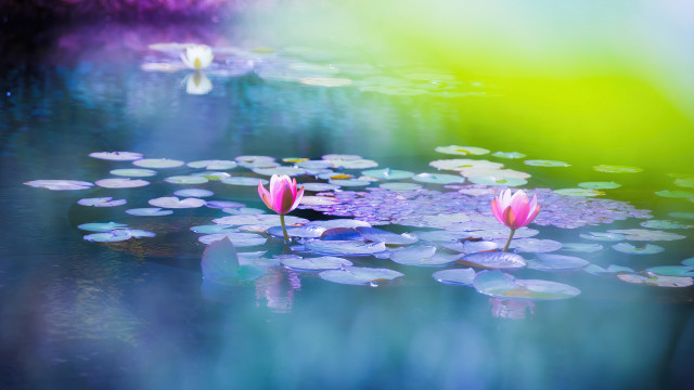 Pond water lilies mystical impressionist free wallpaper for desktop - medium preview image