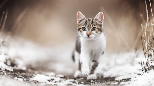 Cat walking snow field tall free wallpaper for desktop - medium preview image
