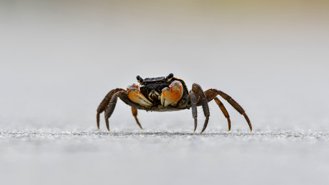 Crab large orange legs white free wallpaper for desktop - medium preview image