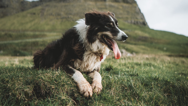 Dog grass mountain bush nature free wallpaper for desktop - medium preview image