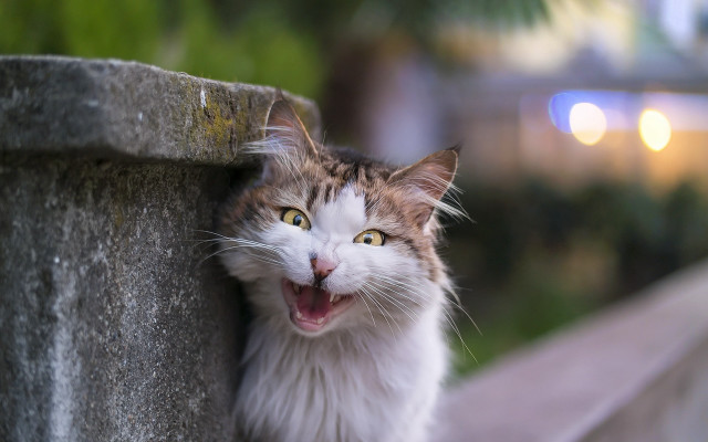 Cat yawning wall bokeh award free wallpaper for desktop - medium preview image