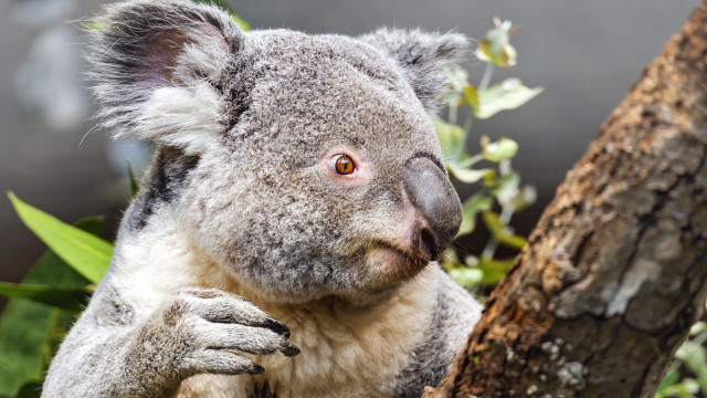 Koala sitting tree branch wide free wallpaper for desktop - medium preview image