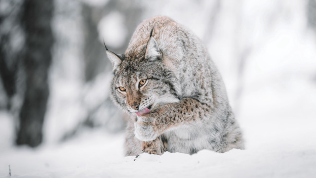 Lynx snow woods open mouth free wallpaper for desktop - medium preview image