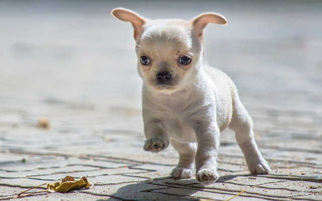 Small white dog running banana free wallpaper for desktop - medium preview image