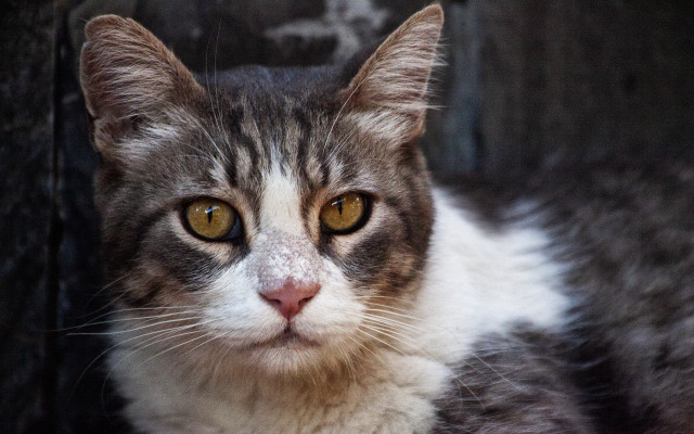 Black cat yellow eyes sad free wallpaper for desktop - medium preview image